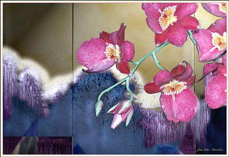 Red Orchids