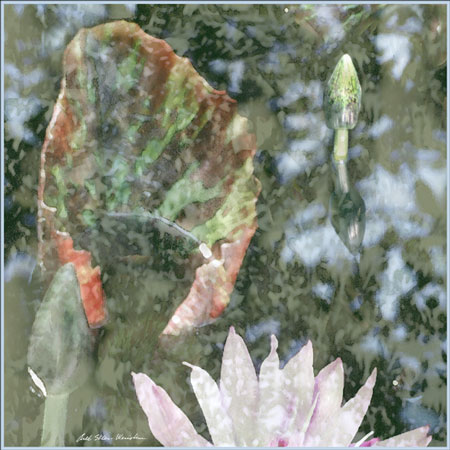 Reflecting on Lily Ponds